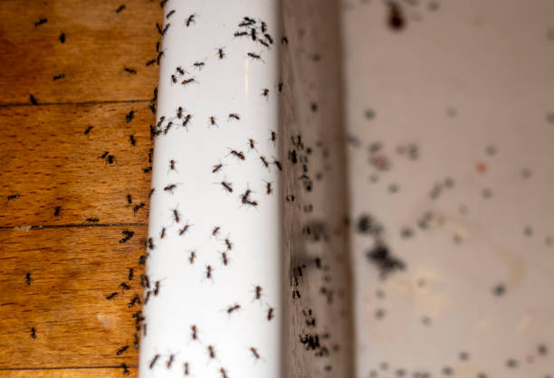 Best Affordable Pest Control Services  in Choteau, MT